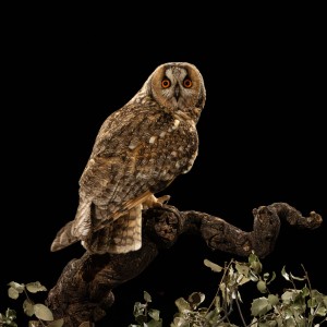 4 Hide de Namen abril 2026-15042026-9P3A7072